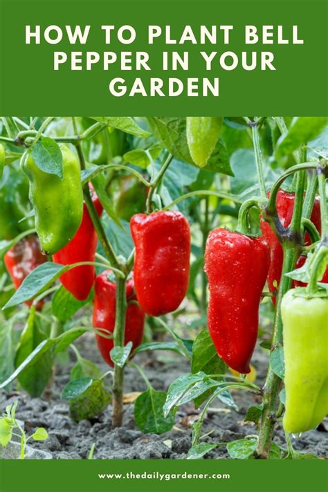 How To Plant Bell Pepper In Your Garden Tricks To Care