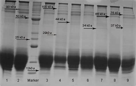 Electrophoresis Of Polyacrylamide Gel 8 Sds Page Colored With Download Scientific Diagram