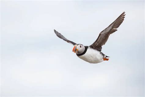 Flying puffin Stock Photos, Royalty Free Flying puffin Images | Depositphotos®