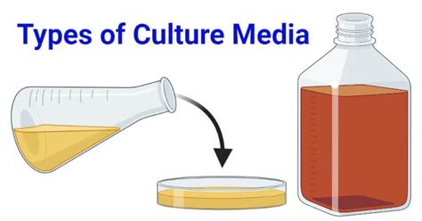 Microbial Culture Media Definition Types Examples Uses In 2022