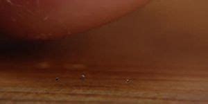 GODDESS HAILSELENA GIANTESS Porn Videos