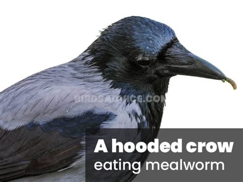 What Do Crows Eat? List Of Crow Diets (With Pictures)