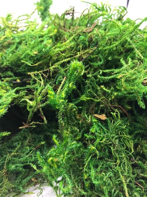 Preserved Sphagnum Moss Grass Green Oz Oz Or Lb Air Etsy