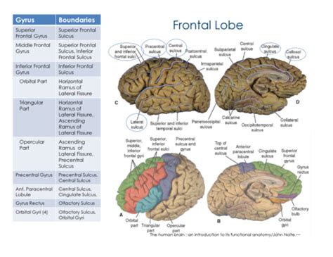 Neuro Brain Regions Functions Flashcards Quizlet