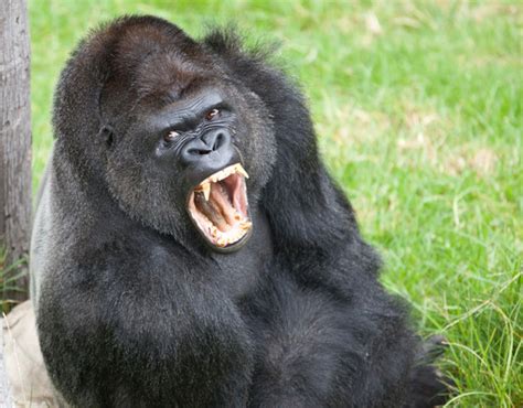 Top 10 Animal Bite Forces Short | Loco Mag