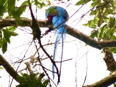 年末年始コスタリカ旅行3日目① モンテベルデで幻の鳥ケツァール探し Hasepooの世界7大陸ひとり旅。