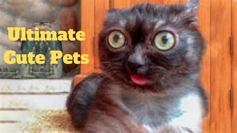 💥ultimate Cute Pets Viral Weekly😂💥of 2020 Funny Animal Videos💥👌 Youtube