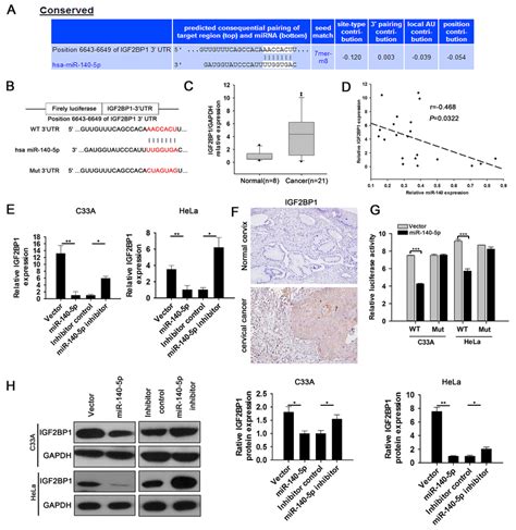 MiR 140 5p Directly Targets IGF2BP1 In CC Cells A Targetscan Program