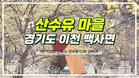 1만 7천여 그루의 산수유 군락지 경기도 이천 백사 산수유 마을 2024 Youtube