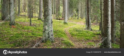 V Gen Genom Den Vintergr Na Skogen Forntida Furu Och L Vtr D Mossa