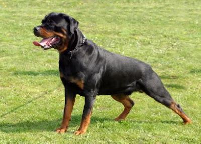 Taking Care and also Train Rottweiler Dog | Dog Training