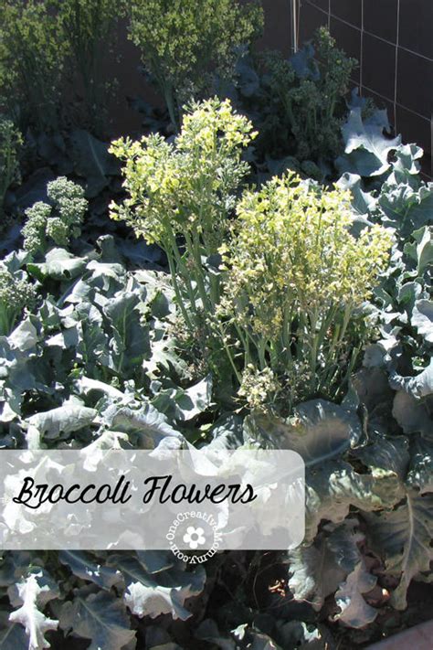 Broccoli Flower Salad - onecreativemommy.com