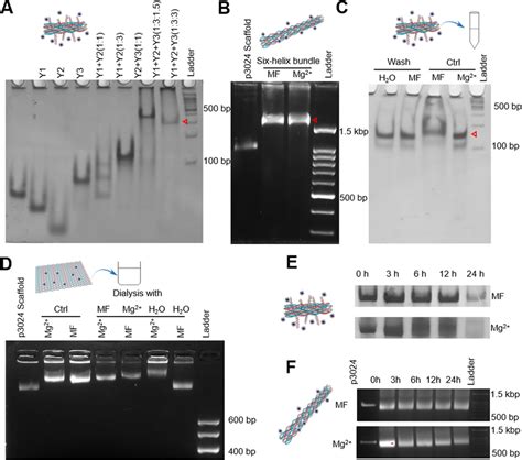 Stability Of Metformin Assembled Dna Nanostructures A Native Page