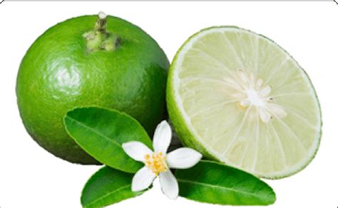 Citrus aurantiifolia fruit (Lime), flower and leaf | Download ...