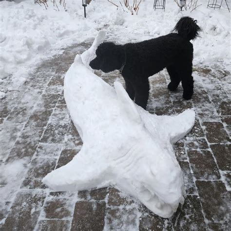 Bear caught a snow shark ..... : r/toronto