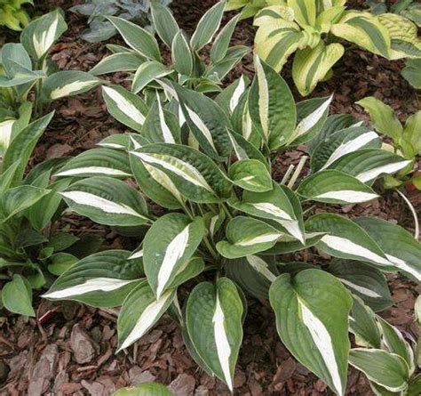 Хоста White Bikini купить в питомнике растений с доставкой по Москве Московской области и