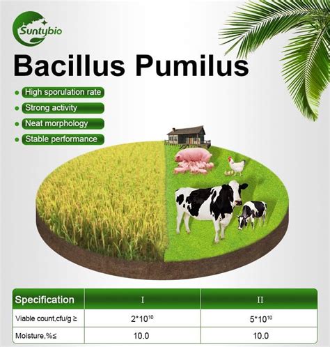 Bacillus Pumilus, bacillus pumilus probiotics, bacillus pumilus treatment