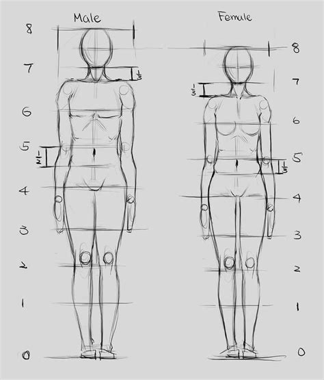 Female Body Proportions For Drawing - Drawing Word Searches