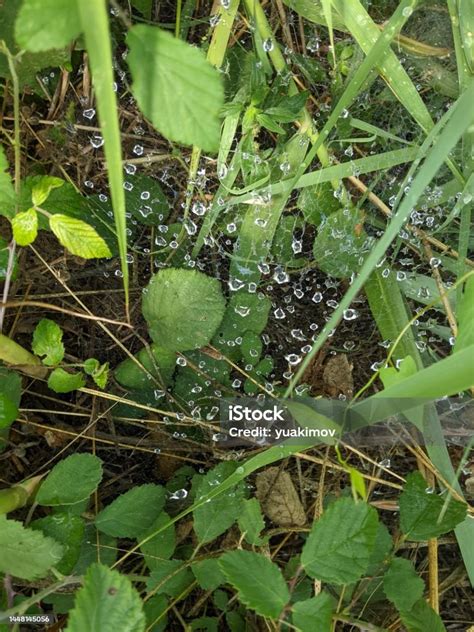 Triangle Spider Web With Water Drops Top View Stock Photo - Download ...