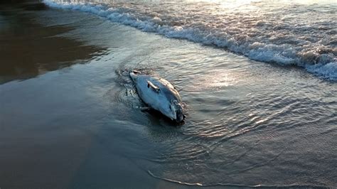 Un Cet Ceo Vara Muerto En La Playa De Area En Viveiro