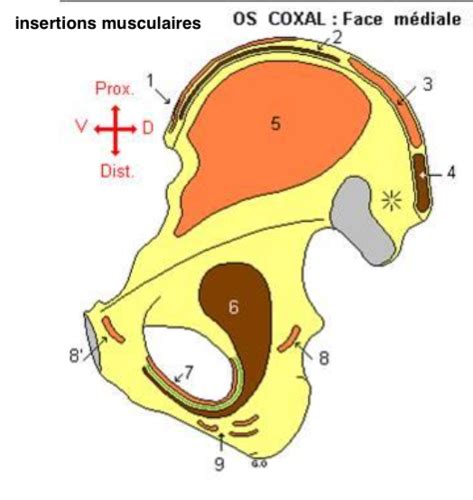 OSTEO insertions musculaires vue médiale Cartes Quizlet