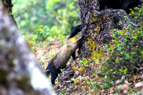 Yellow-throated Marten: Feisty, Fearless Predator of the Himalayas ...