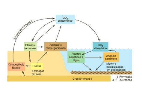 FÍsica Ciclo Do Carbono