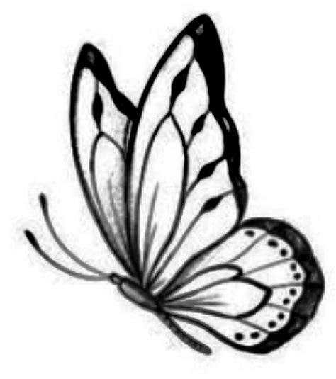 Pin By Luanttos Tattoo Studio On Borboleta Butterfly Art Drawing