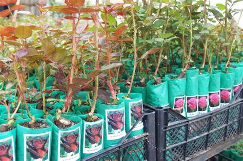 Саженцы Купить В Интернет Магазине Питомники — Zazakupkami.ru