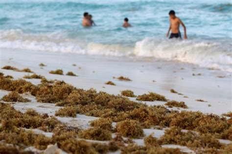 Hamparan Rumput Laut Cemari Pantai Di Meksiko