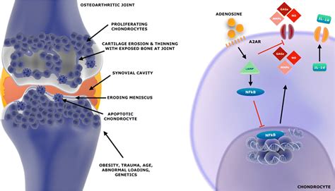 Schematic Representation Of Biomolecular Interaction Of Adenosine A2a Download Scientific