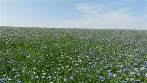 Steppe Flowers Footage Videos And Clips In Hd And 4k