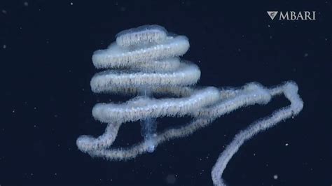 Woolly siphonophore, a recently discovered species of colonial organism : r/OceansAreFuckingLit