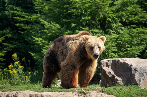 Самый большой медведь в мире: какие животные стали рекордсменами