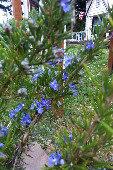 Rosemary hedge is going wild! | Farm fun, Hedges, Farm