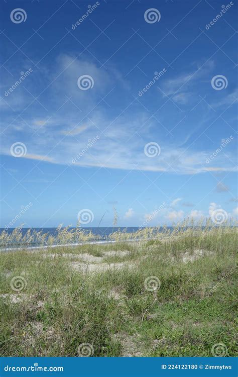 Vegetation On The Beach Sand Dunes Of Caswell Beach On Oak Island Nc