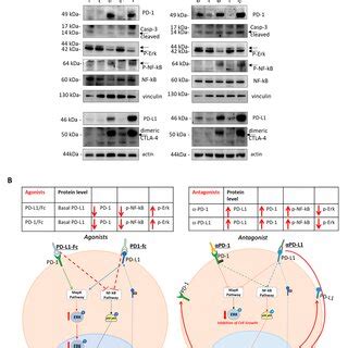 Effects Of Agonists And Antagonists Of Pd And Pd L On Tumor Cells