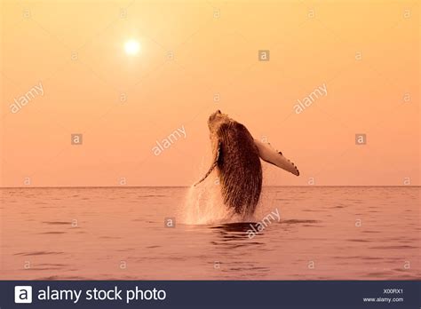 Humpback Whale Breaching Sunset Alaska Stock Photos & Humpback Whale ...