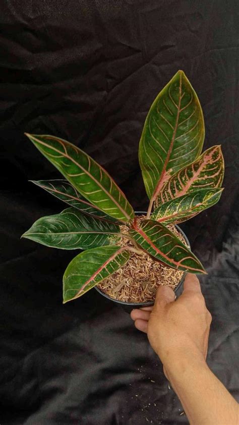 Aglaonema Pride Of Sumatra 45210 Furniture Home Living Gardening