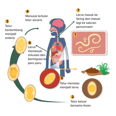 Siklus Hidup Ancylostoma Duodenale Firstloveband