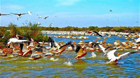 Senegal - Djoudj National Bird Sanctuary - YouTube