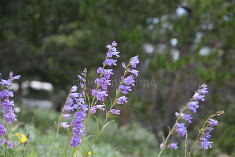 Purple Wildflower In Bloom In The Rocky Mountains Stock Photo Image