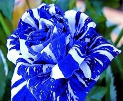 20 Seeds - Rare Blue Strip Shrub Dragon Rose Flower Bush Exotic Plant ...