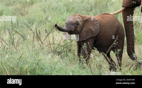 How the elephant got his trunk drawing Stock Videos & Footage - HD and ...