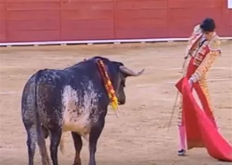 Spanish bullfighter Victor Barrio gored to death live on television.