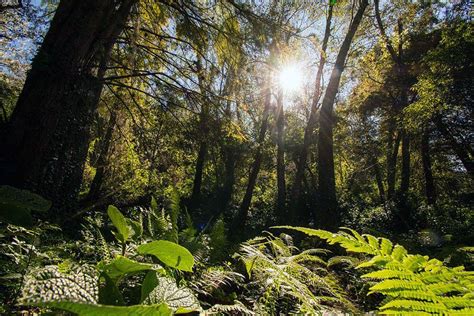Forests & Biodiversity Archives | Rainforest Alliance