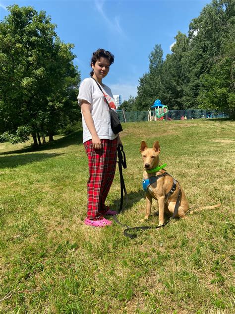 собака Холли из приюта нашла дом