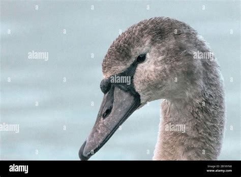 Close up goose face Stock Photo - Alamy