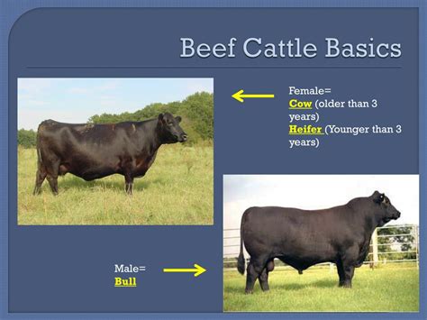 Ppt Beef Cattle Selection Powerpoint Presentation Free Download Id 2117517