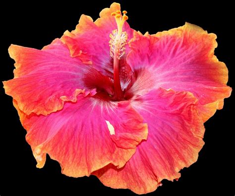 Pin By Marion Rolleston On Hibiscus Hibiscus Flowers Hibiscus Plants